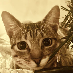 Meet your Posher, Clarissa